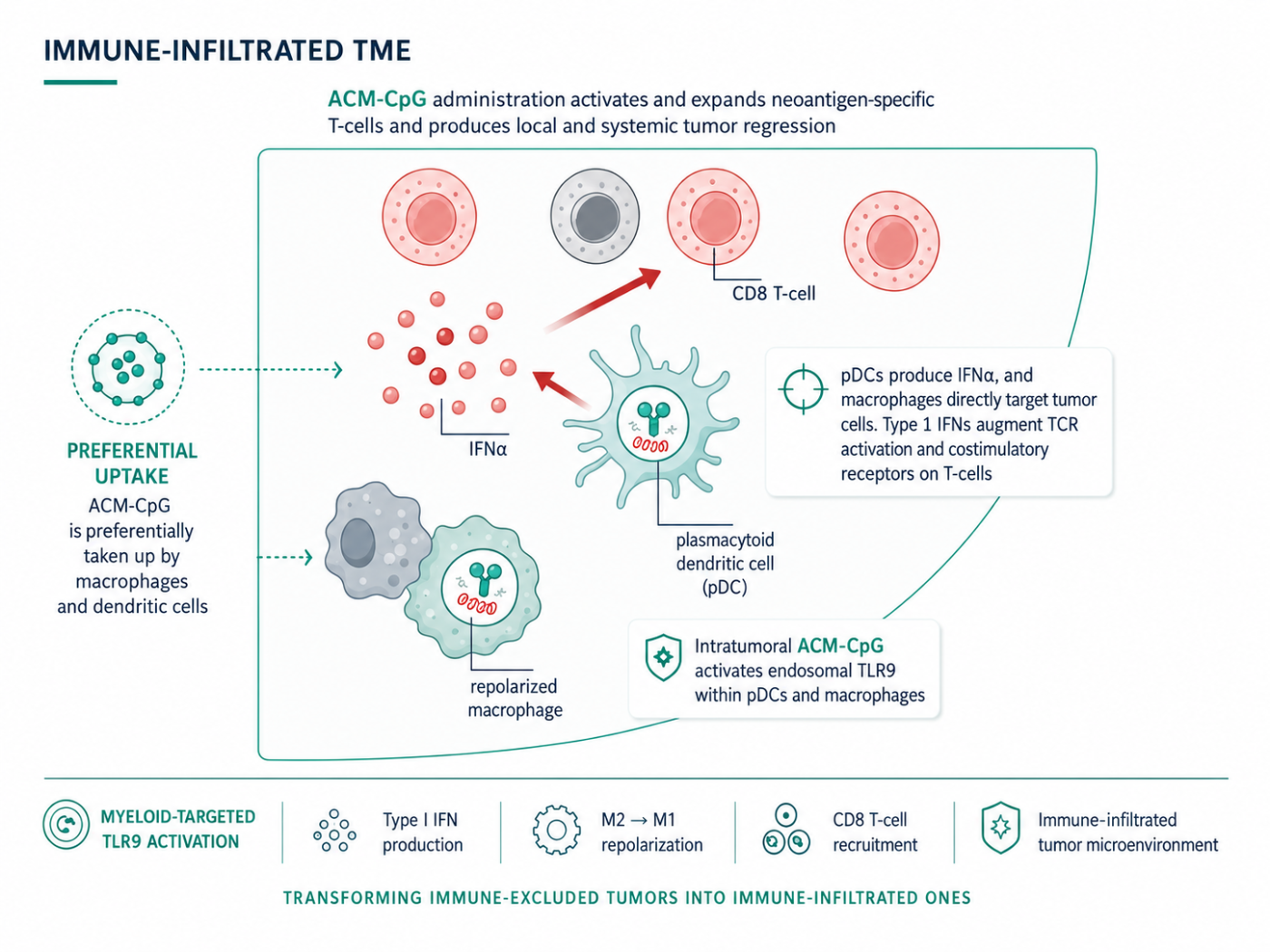 ACM-CpG is preferentially taken up by macrophages and dendritic cells, activating endosomal TLR9 within pDCs and macrophages; pDCs produce IFN-alpha and macrophages repolarize, driving CD8 T-cell recruitment into an immune-infiltrated tumor microenvironment.